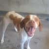 TOBBY