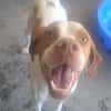 TOBBY