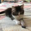 CHIKI