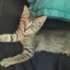 ZOE, chaton femelle type européen