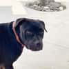 XENA, femelle croisée créole junior