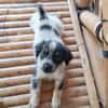 MYLÈNE, chiot femelle Croisée Épagneul Breton