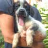 MYLÈNE, chiot femelle Croisée Épagneul Breton