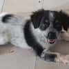 MYLÈNE, chiot femelle Croisée Épagneul Breton