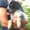 MYLÈNE, chiot femelle Croisée Épagneul Breton