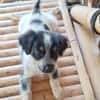MYLÈNE, chiot femelle Croisée Épagneul Breton