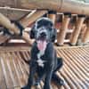 NERA, chiot femelle croisée braque