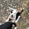 PANDA, chiot femelle Croisée Jack Russel