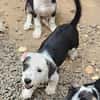 PANDA, chiot femelle Croisée Jack Russel