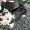 PANDA, chiot femelle Croisée Jack Russel