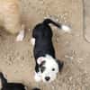 PANDA, chiot femelle Croisée Jack Russel