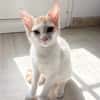 MIEL, chaton créole mâle