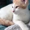 MIEL, chaton créole mâle