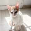 MIEL, chaton créole mâle
