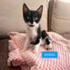 SHIRYU ADOPTABLE AVEC SA SOEUR SAORI OU SEUL SI VOUS AVEZ DÉJÀ UN CHAT PRÉSENT CHEZ VOUS