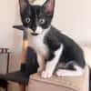 SHIRYU ADOPTABLE AVEC SA SOEUR SAORI OU SEUL SI VOUS AVEZ DÉJÀ UN CHAT PRÉSENT CHEZ VOUS