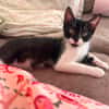 SHIRYU ADOPTABLE AVEC SA SOEUR SAORI OU SEUL SI VOUS AVEZ DÉJÀ UN CHAT PRÉSENT CHEZ VOUS