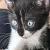 SHIRYU ADOPTABLE AVEC SA SOEUR SAORI OU SEUL SI VOUS AVEZ DÉJÀ UN CHAT PRÉSENT CHEZ VOUS