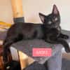 SAORI ADOPTABLE AVEC SON FRÈRE SHIRYU OU SEULE SI VOUS AVEZ DÉJÀ UN CHAT PRÉSENT CHEZ VOUS