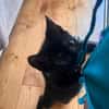 SAORI ADOPTABLE AVEC SON FRÈRE SHIRYU OU SEULE SI VOUS AVEZ DÉJÀ UN CHAT PRÉSENT CHEZ VOUS