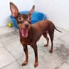 CANELA