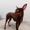 CANELA