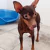 CANELA