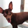 CANELA