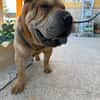SUMO (MARTINA)