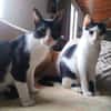 Paco et olympe