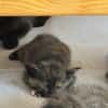 TORTIE
