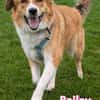 Bailey - aufmerksam und sensibel