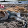 Bailey - aufmerksam und sensibel