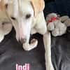 Indi - verschmust und lernwillig