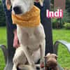 Indi - verschmust und lernwillig
