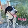Mata - liebevoll und lernwillig