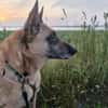 RUBY in 91616 Neusitz sucht