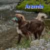Vermittlungshilfe Aramis; 88239 Amtzell