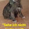 ELSY sucht ihr Körbchen