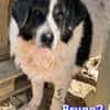 Bruno 2 - gemütlich, ruhig - Gnadenbrot