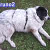 Bruno 2 - gemütlich, ruhig - Gnadenbrot