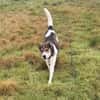 Hazel sucht eine neue Familie