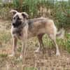 Bea - Familienanschluss gesucht