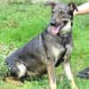 NINA sucht Zuhause