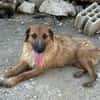 Sanfter ♥Oscar♥ wartet schon in 74749 Rosenberg