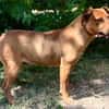 Bandi -Fröhlicher Herzenshund