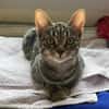 Dina u. Daisy suchen liebevolles Zuhause