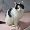 Bonny & Clyde tolles Duo