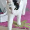 Bonny & Clyde tolles Duo