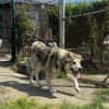 Flauschiger, blinder Rico